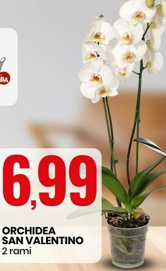 Eurospin San valentino orchidea offerta
