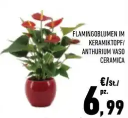 Conad City FLAMINGOBLUMEN IM KERAMIKTOPF/ANTHURIUM VASO CERAMICA offerta