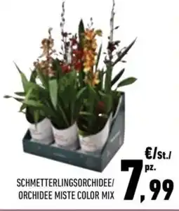 Conad City SCHMETTERLINGSORCHIDEE/ ORCHIDEE MISTE COLOR MIX offerta