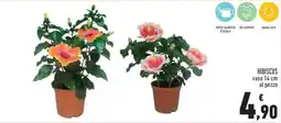 Conad City HIBISCUS offerta