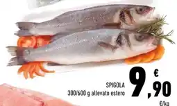 Conad SPIGOLA offerta
