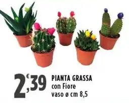 Rossotono Carrefour PIANTA GRASSA offerta