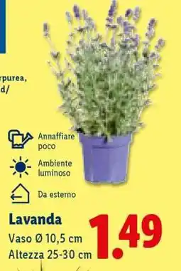 Lidl Lavanda offerta