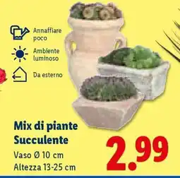 Lidl Mix di piante Succulente offerta