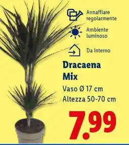 Lidl Dracaena mix offerta