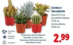 Lidl Cactus o succulente offerta