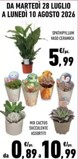 Conad City Spathiphyllum Vaso Ceramica offerta