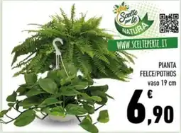 Conad Margherita Scelte per te Natura Pianta Felce/Pothos offerta