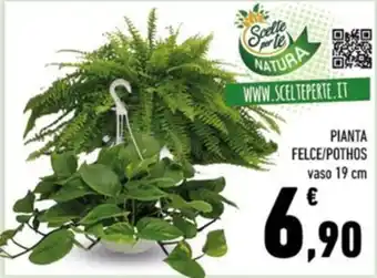 Scelte per te Natura Pianta Felce/Pothos