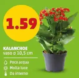 PENNY KALANCHOE offerta