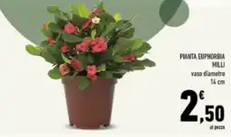 Conad Tuday PIANTA EUPHORBIA MILLI offerta