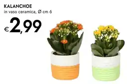 Bennet KALANCHOE in vaso ceramica offerta