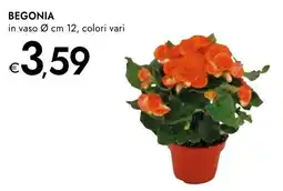 Bennet BEGONIA offerta