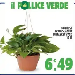 Ard Discount POTHOS/TRADESCANTIA IN BASKET VASO Ø 19 offerta