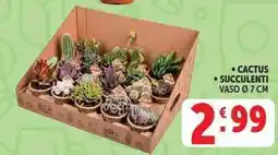 Deco Supermercati CACTUS SUCCELENTI offerta