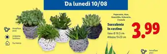 Lidl Succulente in cestino offerta