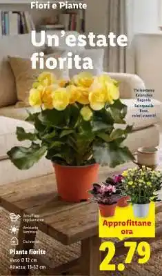 Lidl Piante fiorite offerta