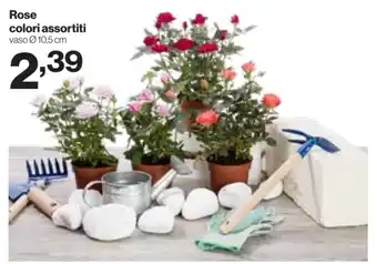 In'S Mercato Rose colori assortiti offerta