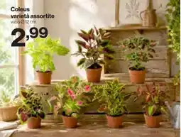 In'S Mercato Coleus varietà assortite offerta