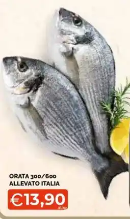 Mercatò Extra ORATA ALLEVATO ITALIA offerta