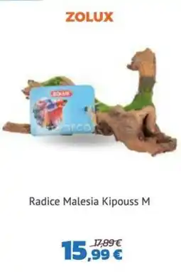 Joe Zampetti Radice Malesia Kipouss M offerta