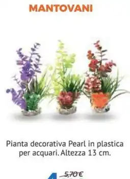 Joe Zampetti Pianta decorativa Pearl offerta