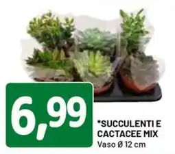 DPiù Succulenti e Cactacee Mix offerta