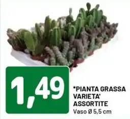 DPiù PIANTA GRASSA VARIETA' ASSORTITE offerta
