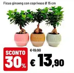 Iper La Grande Ficus ginseng con coprivaso offerta