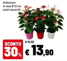 Iper La Grande Anthurium offerta