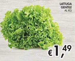 Coal City LATTUGA GENTILE offerta