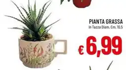 Galassia PIANTA GRASSA offerta