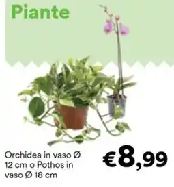 Unes Orchidea o Pothos offerta