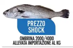 Scelgo Ombrina 2000/4000 allevata importazione offerta