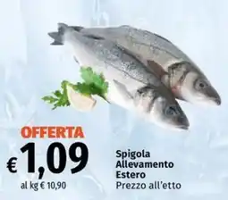 Famila Market Spigola Allevamento Estero offerta