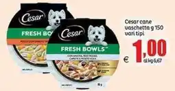 Elite Cesar cane vaschetta offerta