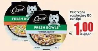 Elite Cesar cane vaschetta offerta
