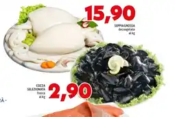 MEGA SEPPIA GROSSA offerta