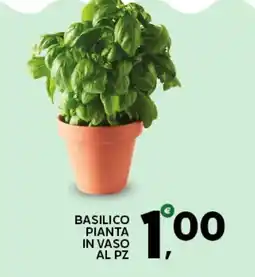 Extra Supermercati Basilico Pianta in Vaso offerta