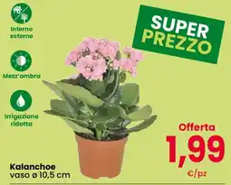 Eurospar Kalanchoe offerta