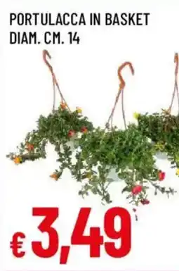Galassia superstore Portulacca in basket offerta