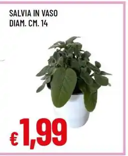 Famila SALVIA IN VASO offerta