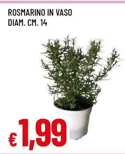 Famila Rosmarino in vaso offerta