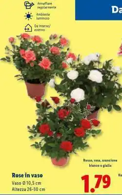 Lidl Rose in vaso offerta