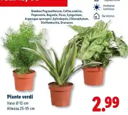 Lidl Piante verdi offerta