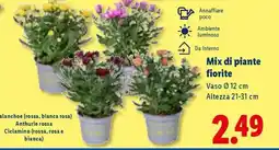 Lidl Mix di piante fiorite offerta
