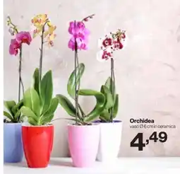In'S Mercato Orchidea offerta