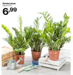 In'S Mercato Zamioculcas offerta