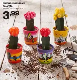In'S Mercato Cactus con innesto colorato offerta