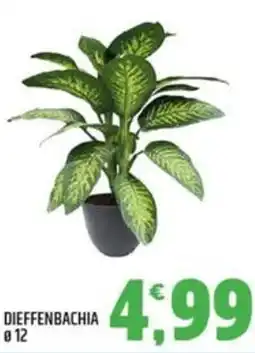 Ard Discount Dieffenbachia offerta